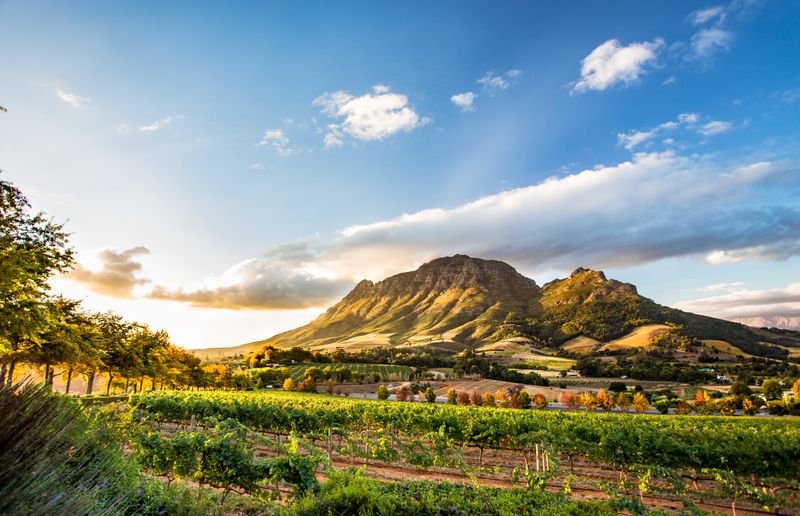 Stellenbosch produces some of the best wine in South Africa