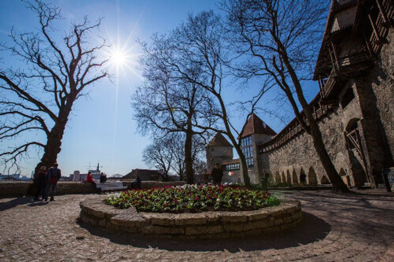 Large trees and structures in the Toompea Castle in Tallinn Old Town.