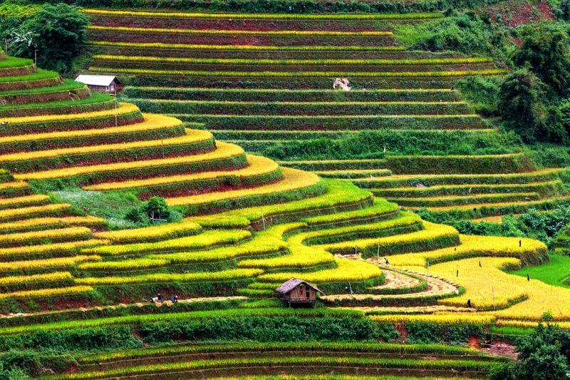 A landscape view of the terraced rice fields of Sa Pa with thatched houses.