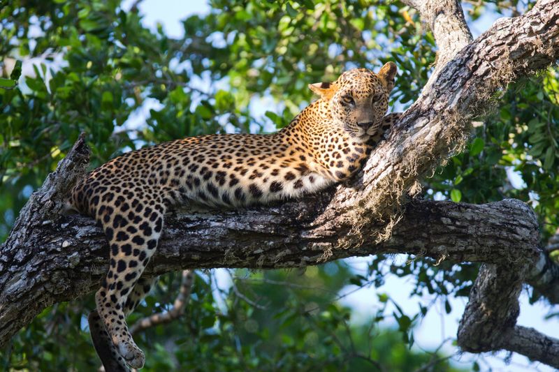 A leopard rests on a tree branch early in the morning in Yala National Park, Sri Lanka.