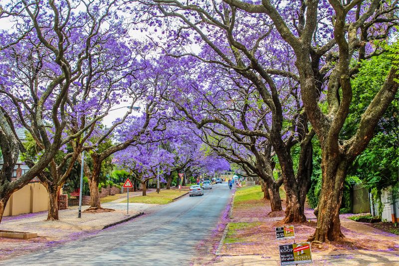 Acaranda trees bloom in vivid purple during spring in Pretoria.