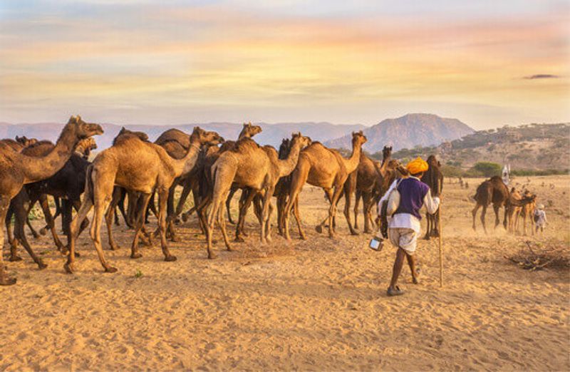 A herd of dromedary camels being led through a desert landscape by camel traders near Pushkar.