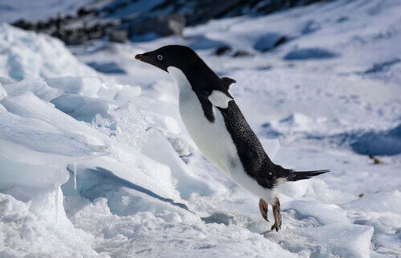 Adelie penguin in Antarctica