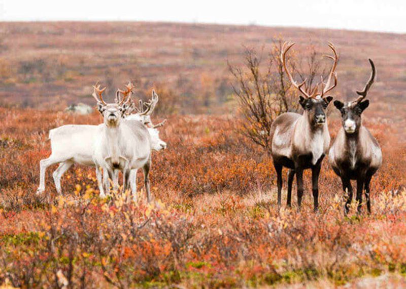 In long grass, stand deer in Karasjok.