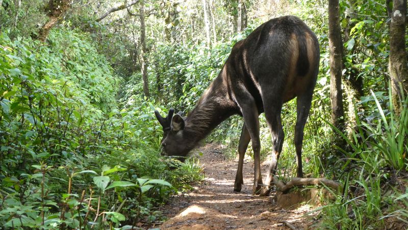 Sambar deer at Yala National Park (photo taken by Lynette on tour)