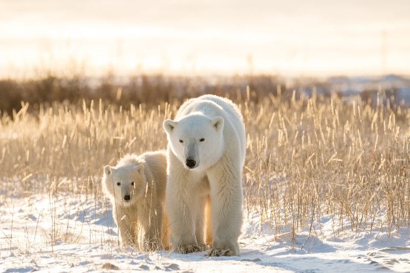 Polar bears on the tundra under the arctic sunset in Churchill Manitoba.