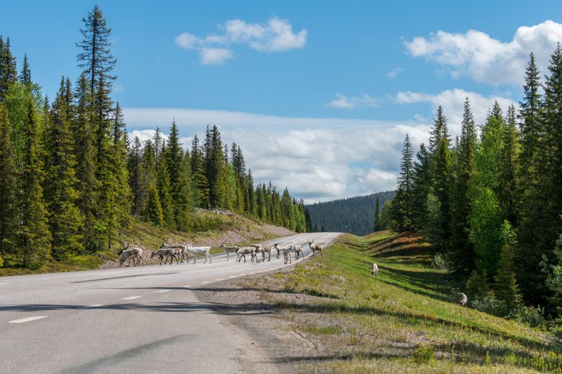 Norway’s largest herd is found in Hardangervidda