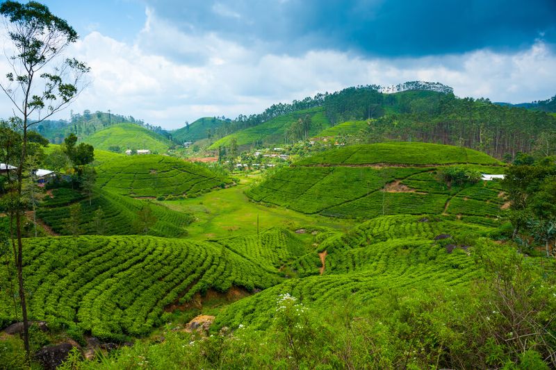 Tea plantation landscape in Sri Lanka