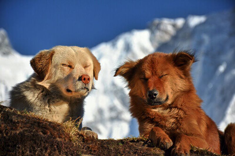 Himalayan dogs rest in the snow.