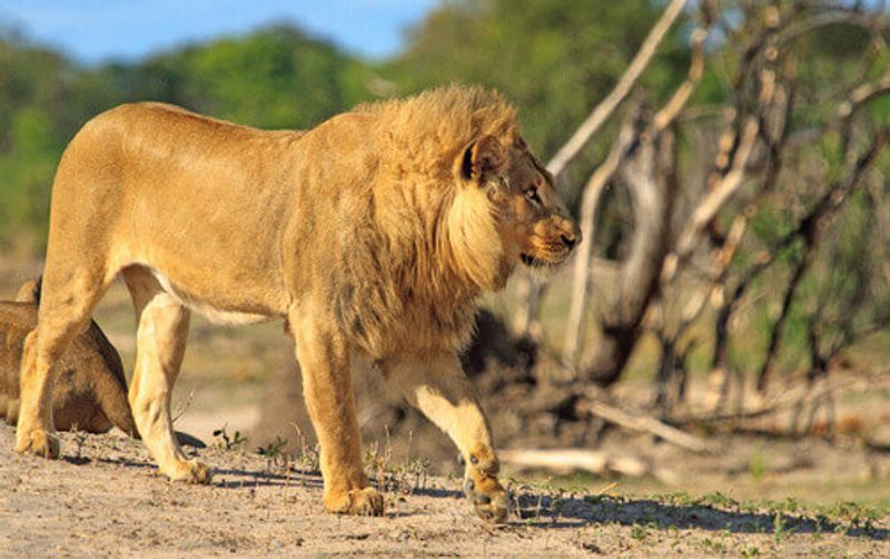 A lion walks around the Hwange National Park.