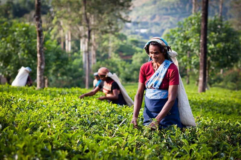 Female tea picker in tea plantation in Maskeliya, Sri Lanka.