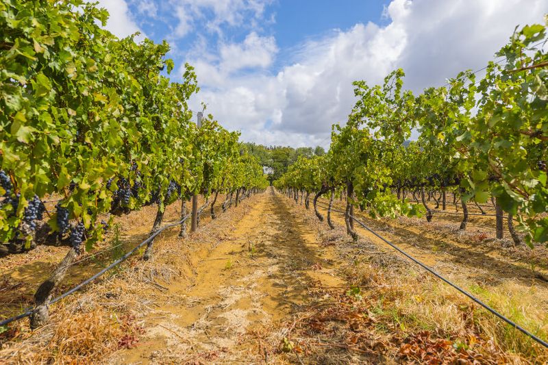 The lush wine region of Paarl in South Africa.