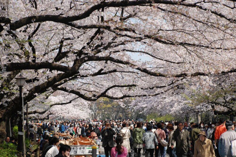People watching the Sakura Festival at Ueno Park in spring in Tokyo, Japan