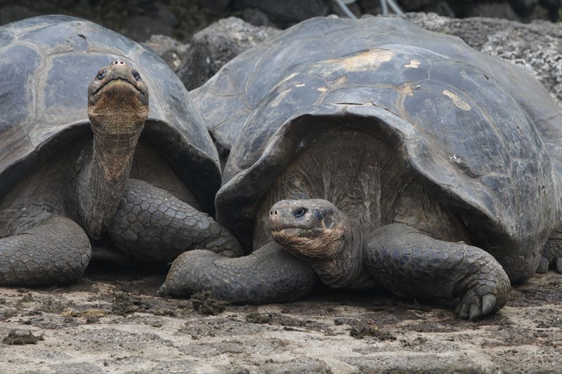 Galapagos is derived from an old Spanish word for tortoises!