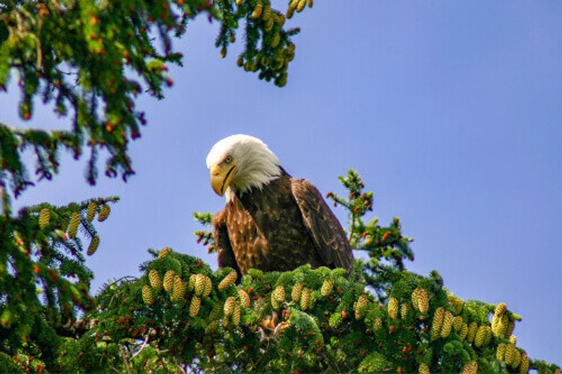 A wild Bald Eagle in Sitka.