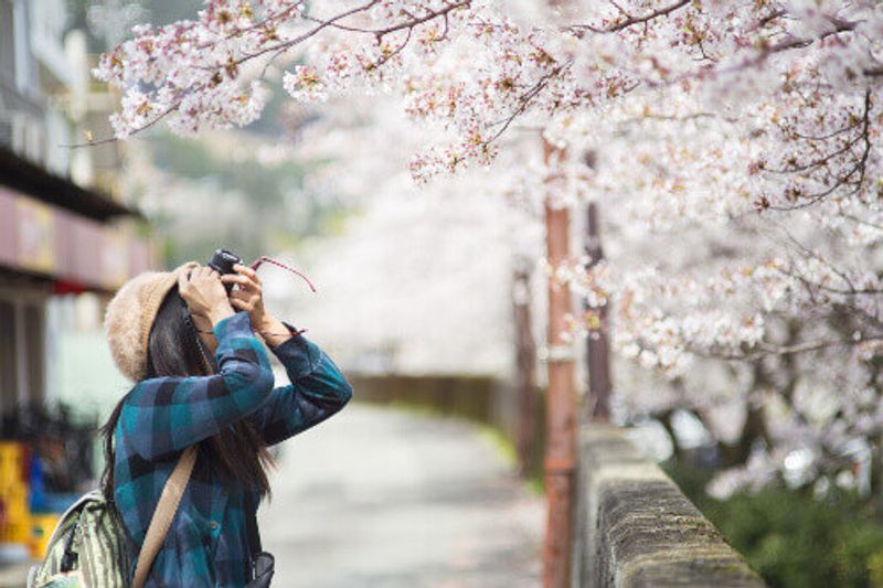 A female traveller takes photos of cherry blossom's in Japan.