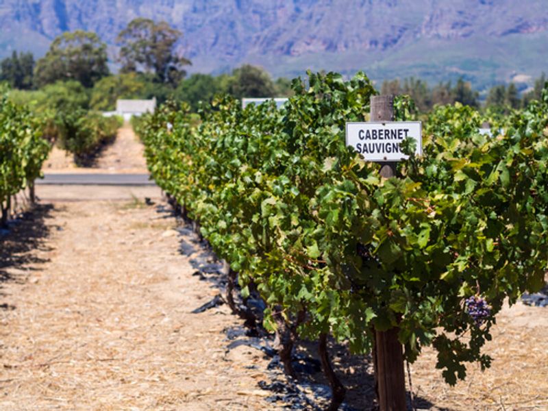 A South African Vineyard is a great place for tourists to taste local produce.