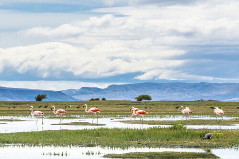 Pink flamingos on the lake next to Patagonia, El Calafate, Argentina.