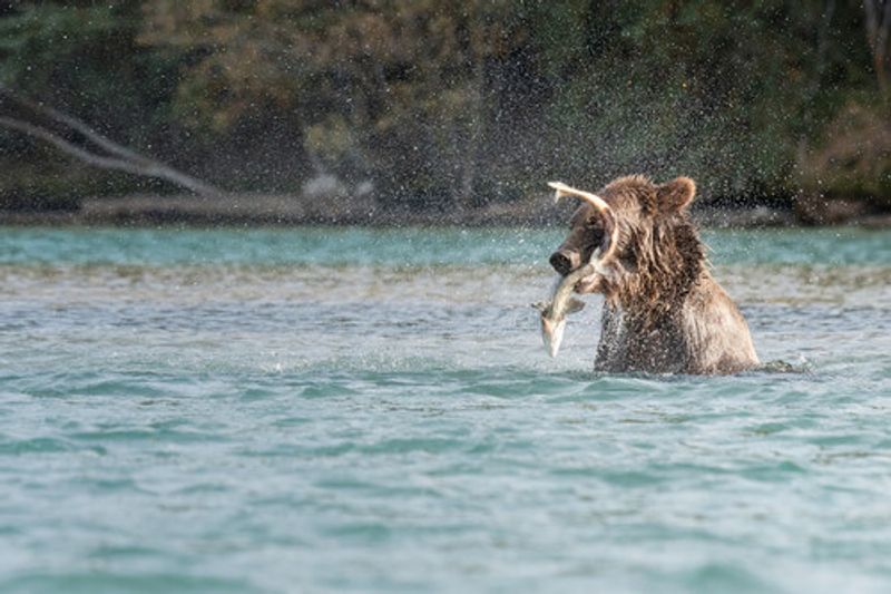 A grizzly bear catching a fish in the Blue River, British Columbia.