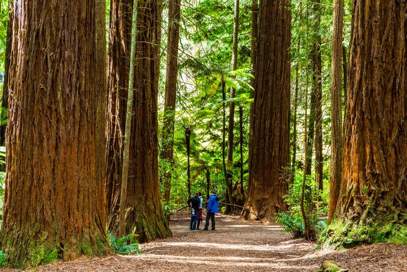 Redwoods Forest, Rotorua.