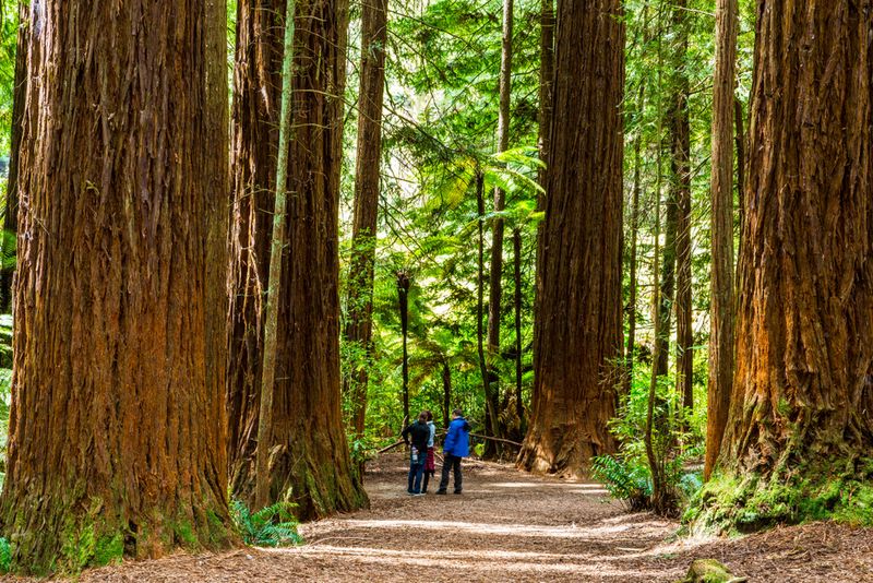 Redwoods Forest, Rotorua.