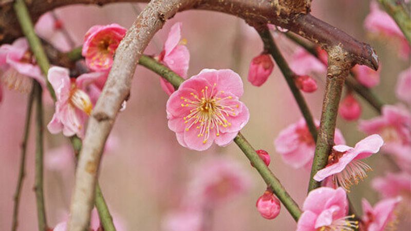 apanese Ume plum blossoms from Odawara Plum Festival, Kanagawa Prefecture.