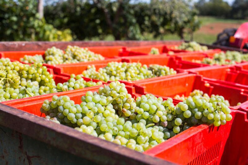 A wine grape harvest.