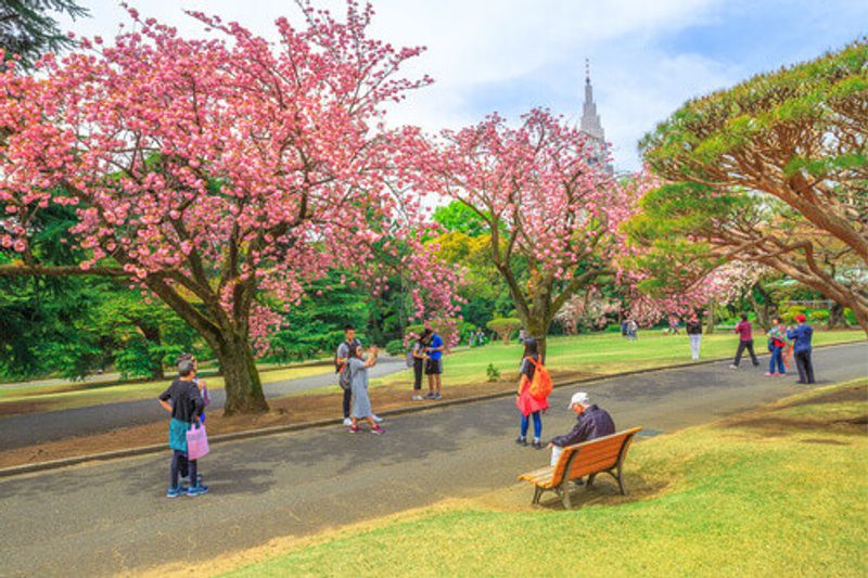 Tourists at Shinjuku Gyoen Garden with a blossoming cherry tree Shinjuku District in Tokyo, Japan.