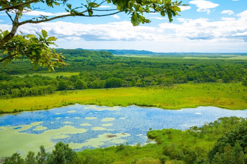 Beautiful scenery of the Kushiro Marsh in summer