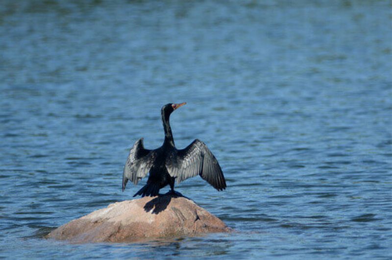 Cormorant soaking up the sun at Lake Kariba.