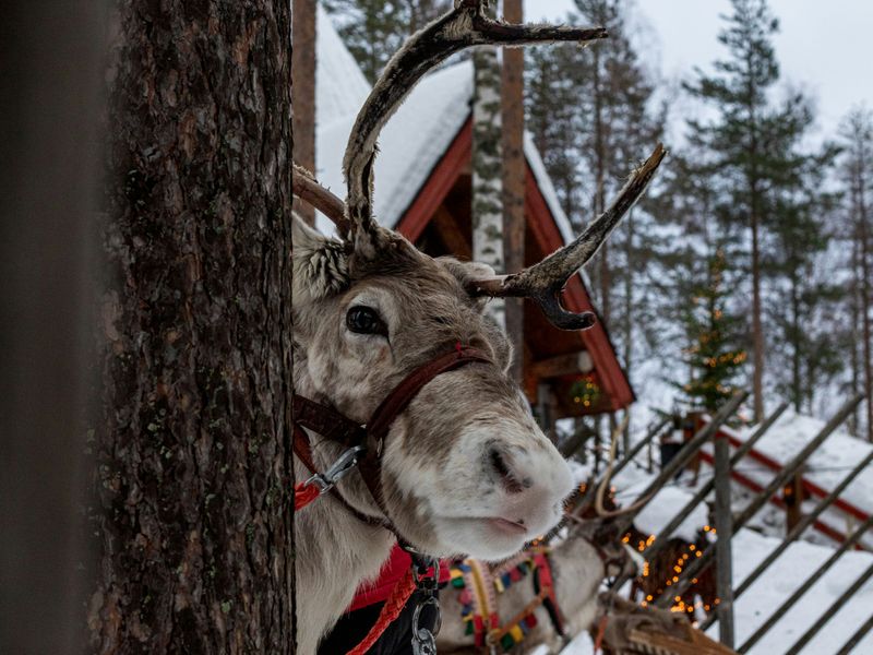 A reindeer in Finnish Lapland pulling a sled through the snow—an iconic part of Finland tourism.