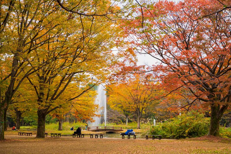 Yoyogi Park’s red maples and bright yellow ginkgo trees make for a kaleidoscope of autumn colours in Tokyo.