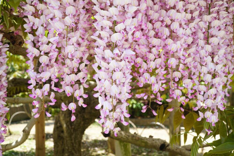 The light pink wisteria flower in the Ashikaga Flower Park, Japan.