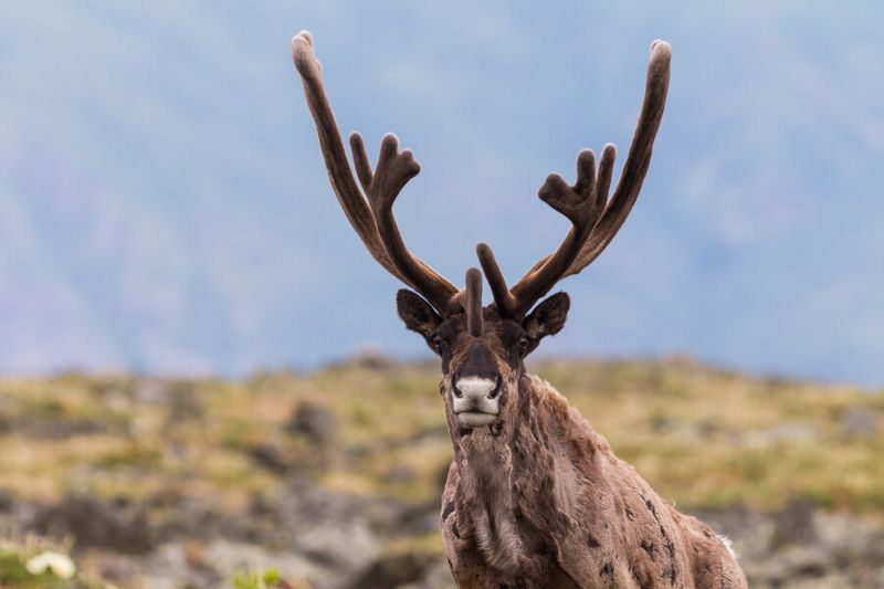 The Alpine Tundra often boasts sights such as Yukon Bull Caribou's.