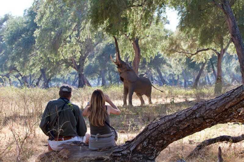 A tourist with a ranger looking at wildlife at the Mana Pools National Park.