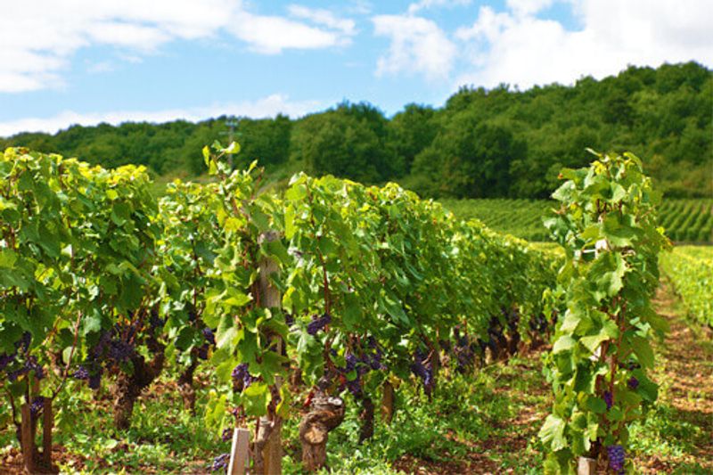 A typical red wine vinyard in France.