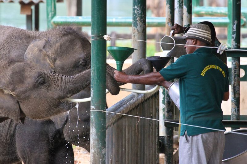 Orphaned elephants being fed with milk at the Udawalawe Elephant Transit Home and Information Centre.