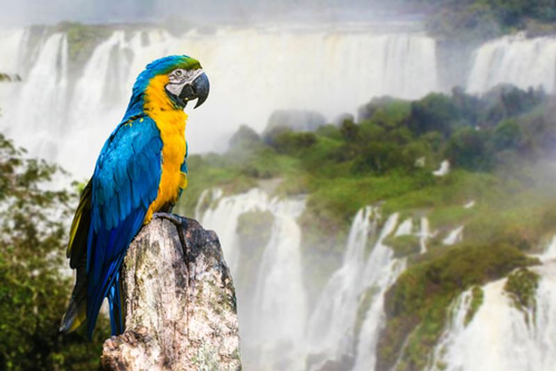 A colourful macaw in front of the Iguazu Falls.