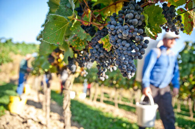 Worker in a picturesque vineyard in Wachau.