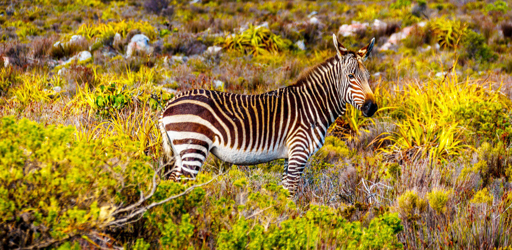 tour cape town victoria falls