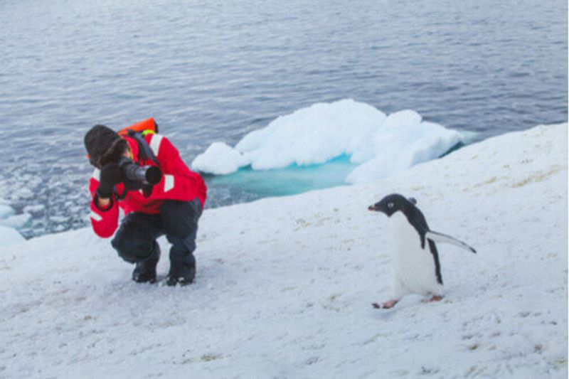 A person photographs a penguin in Antarctica.
