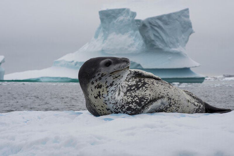 A Leopard Seal lies on an ice flow in Antarctica.