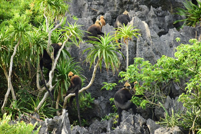 Golden head limestone Langur in Cat Ba Island.