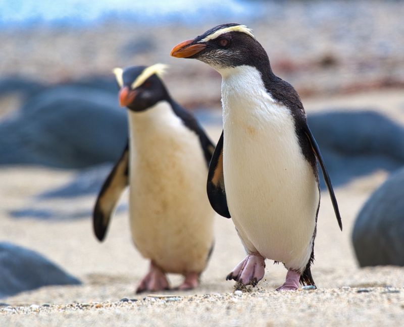 Fiordland crested penguins are among the rarest species of penguins on the planet.