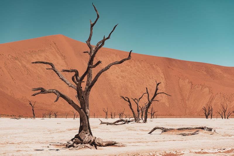 Sossusvlei’s Deadvlei clay pan in the Namib Desert, known for its ghostly trees and stark, otherworldly landscape.