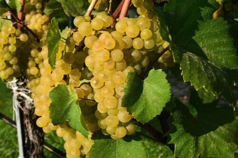 Green Veltliner on the vine, a white wine grape variety.