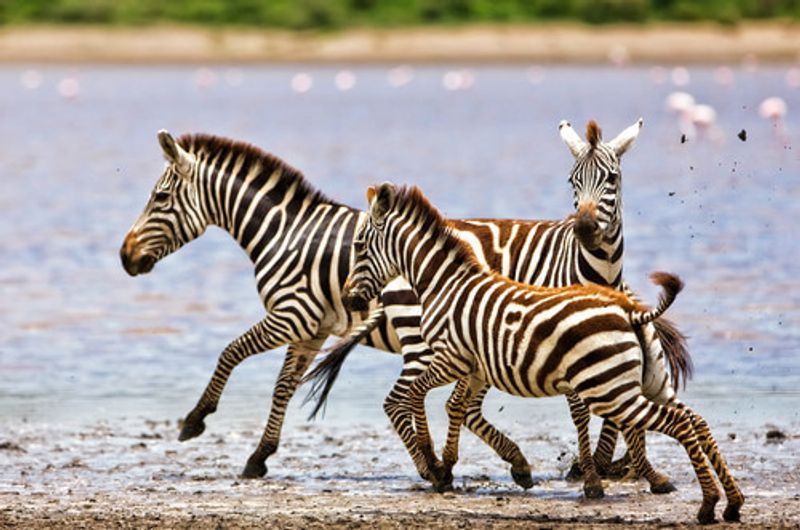Zebra's crossing through Lake Ndutu.