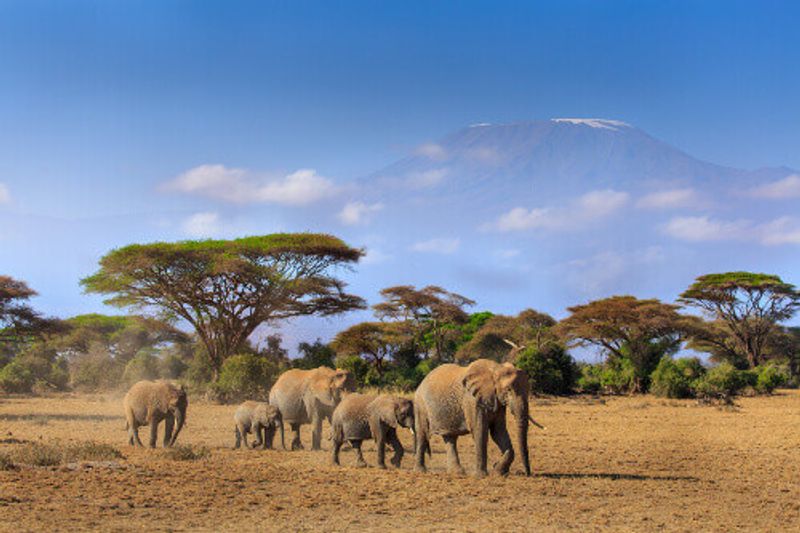 Elephants in front of Mt. Kilimanjaro at the Amboseli National Park Reserve.