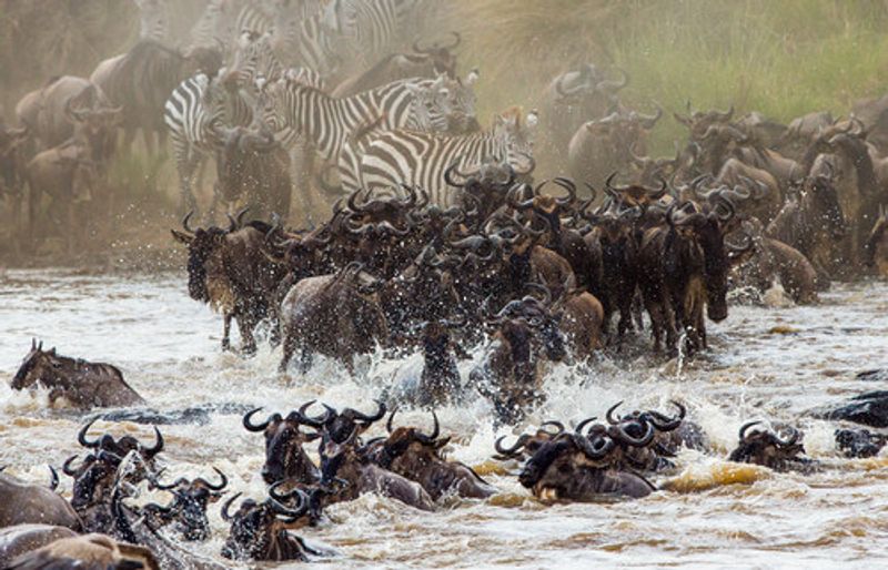 Wildlife crossing the Mara River.