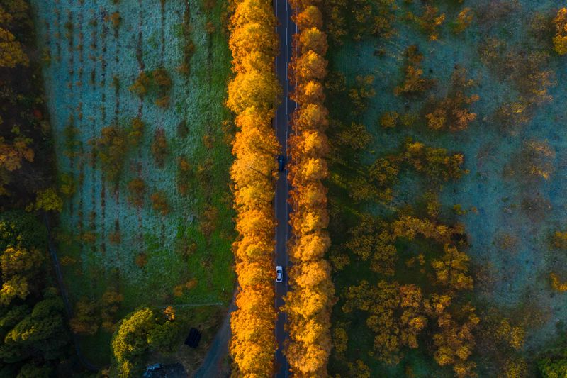 Metasequoia Namiki Avenue